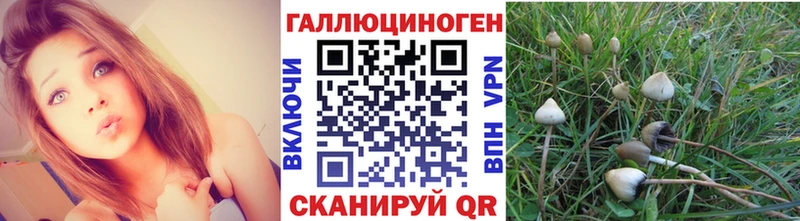 blacksprut ссылка  Кириши  дарк нет состав  Псилоцибиновые грибы мицелий 